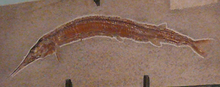 Fossilized skeleton of the Late Cretaceous bony fish Belonostomus Belonostomus fossil cropped.png