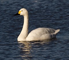 Bewick Swan 1 (6353870463).jpg