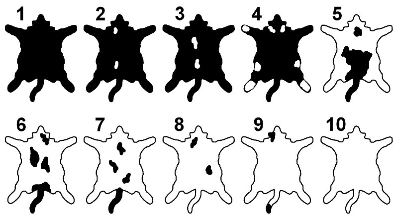 File:Bicolour cat diagram - 01 (cropped).jpg