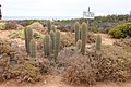 some Cactaceae