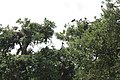 Birds in treetops