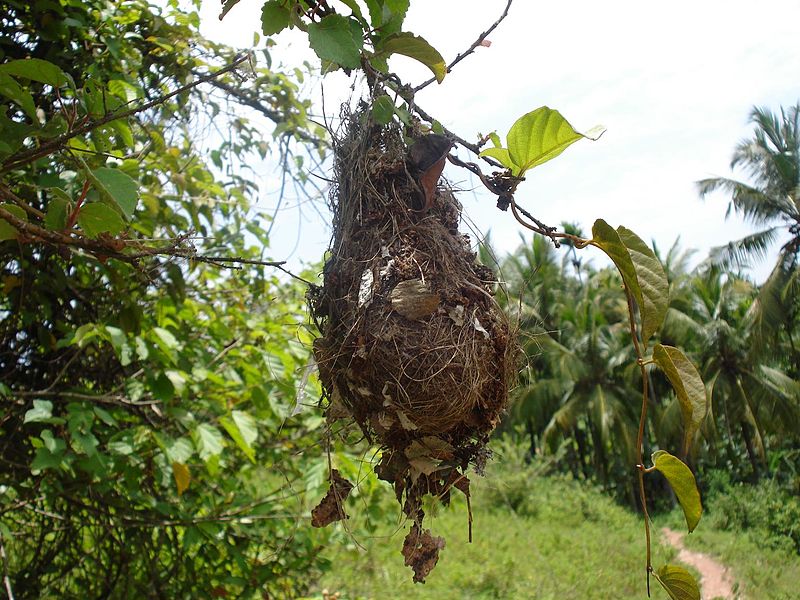 File:Birds nest on the bush.JPG