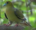 Birds of corbett park uttarakhand.jpg