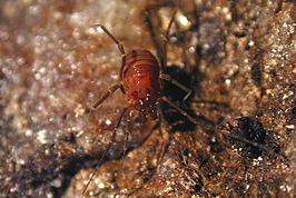 Bishopella laciniosa