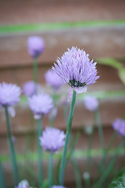 File:Blühender Schnittlauch - Flickr - blumenbiene (1).jpg