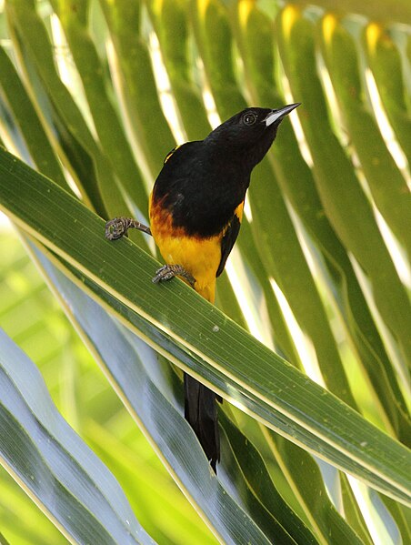 File:Black-cowled Oriole (Icterus prosthemelas) (7223089394).jpg