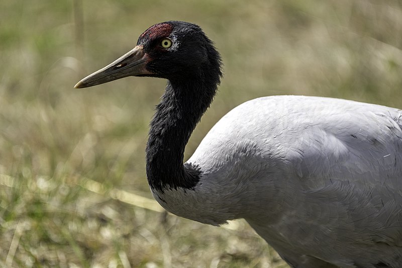 File:Black-necked crane and The International Crane Foundation in Baraboo, Wisconsin.jpg