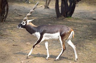 Blackbuck Antelope native to India and Nepal