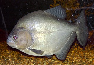 Redeye piranha Species of fish