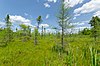 Black Creek Bog.jpg