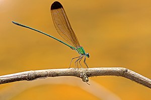 Black Tipped Forest Glory (Vestalis apicalis) male. (44158153825).jpg