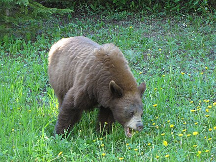 Know your bears. Not a grizzly bear being aggressive but a cinnamon colored black bear eating dandelions. Still, you should really not get this close!