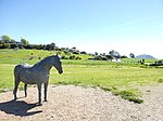 Blackie (American horse)