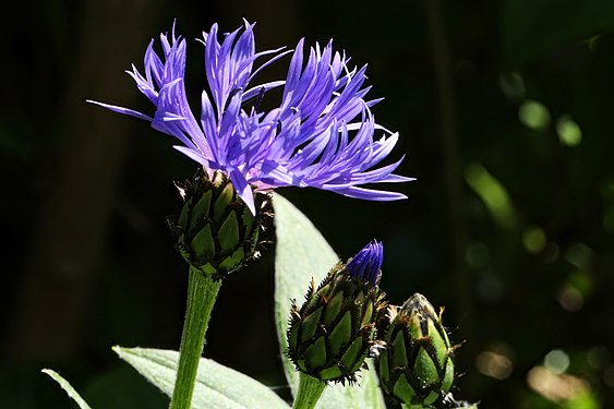 Blaue Kornblume - Centaurea cyanus -