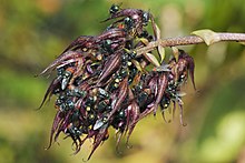 Bulbophyllum lasianthum.jpeg polenleyen kurt sinekleri