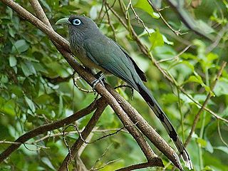 Blue-faced malkoha Species of bird