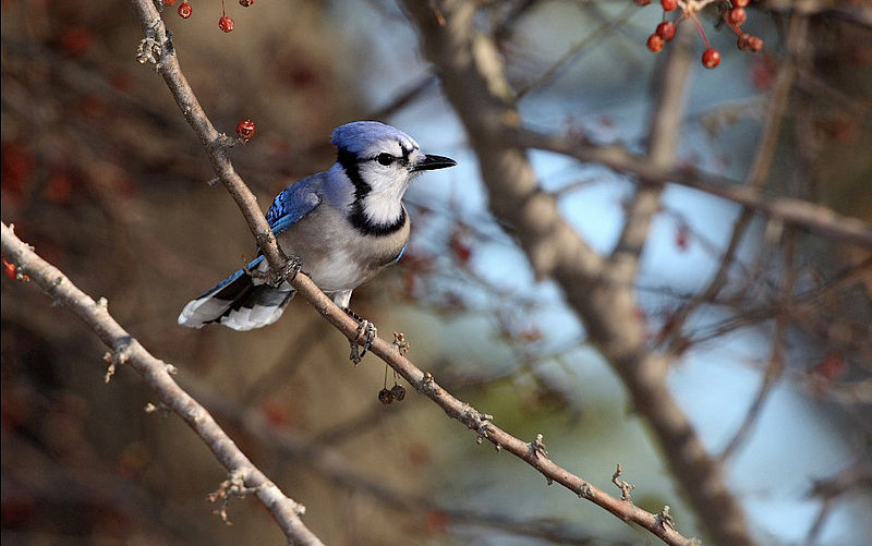 File:Bluejay-5b.jpg