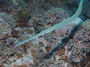 Bluespotted Cornetfish, Fistularia commersonii - also known as the Smooth Flutemouth - at Little Brother, Red Sea, Egypt (SCUBA).jpg