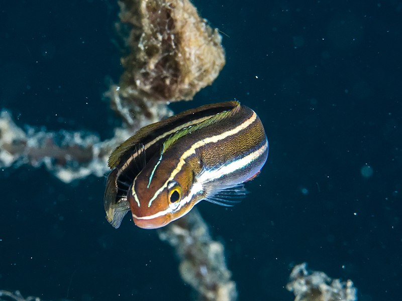 File:Bluestriped fangblenny (Plagiotremus rhinorhynchos) (40577919765).jpg