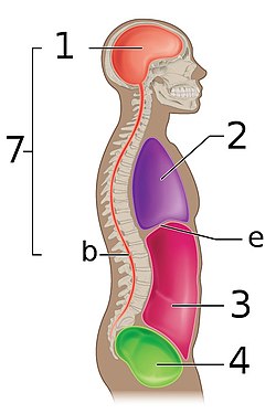 Body Cavities Lateral view labeled.jpg