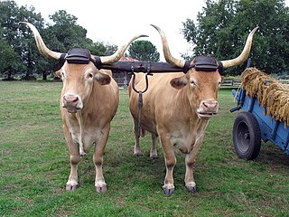 Béarnaise cattle