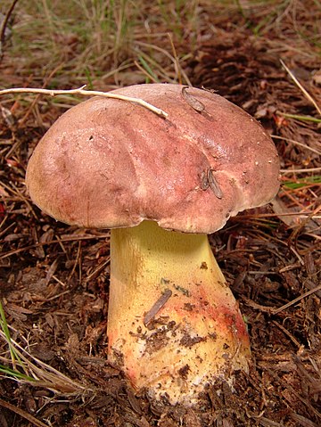 Boletus speciosus