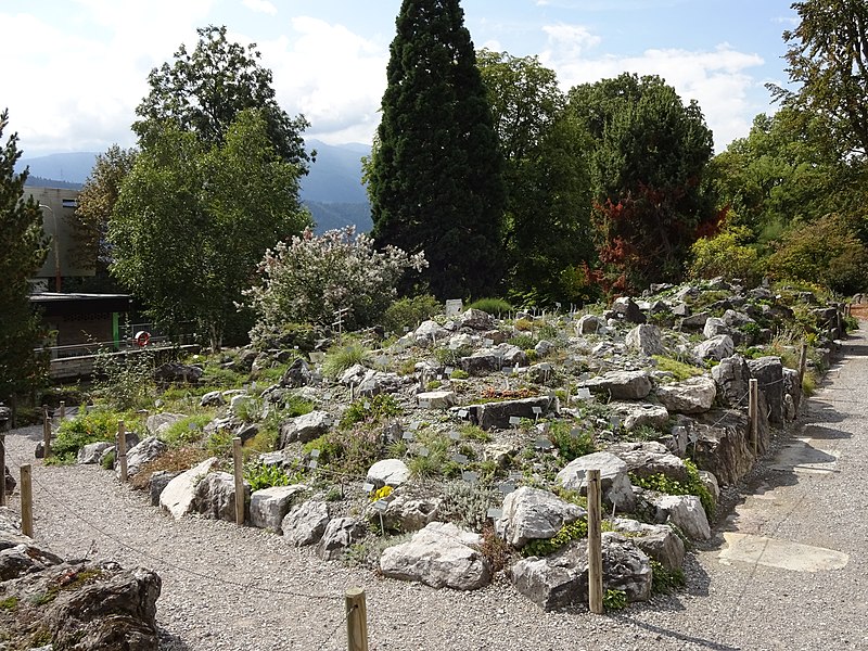 File:Botanischer Garten Innsbruck Alpinum 12.jpg