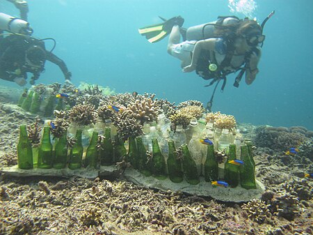 Fail:Bottle_reef_shark_with_planted_coral.jpg