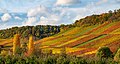 Brackenheim - Stockheim - Weinberghang südlich des Schlosses Stocksberg von SO **