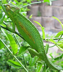Chameleon, Wiki