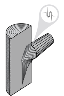 Figure 2: Anatomical drawing of the attachment of a branch to the trunk of a tree, illustrating the formation of a knot inside the tree's trunk Branch attachment model - internal view (Slater et al., 2014).png