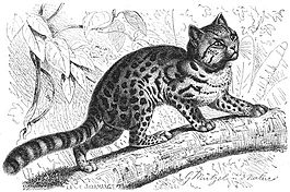 Brehms Het Leven der Dieren Zoogdieren Orde 4 Tijgerkat (Felis tigrina).jpg