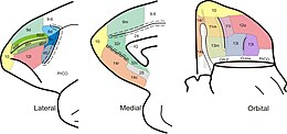 Zones de Brodmann du cortex frontal du cerveau de singe (apella de Cebus) .jpg