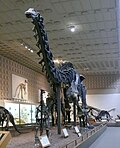 The holotype on display at the Yale Peabody Museum Brontosaurus Yale Peabody cropped.jpg