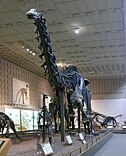 Skeleton of Brontosaurus at the Yale Peabody Museum