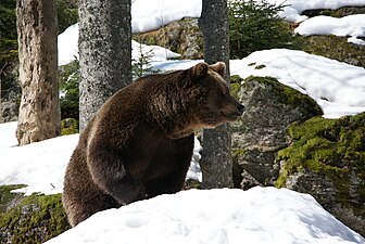 Brunbjörn