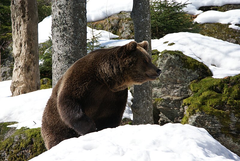 File:Brown Bear Nationalpark Bayerischer Wald 03.jpg