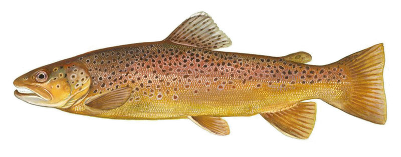 File:Brown trout FWS white background.jpg