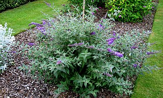 <i>Buddleja</i> Lo & Behold Blue Chip Flowering plant cultivar