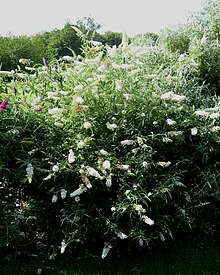 Buddleja davidi 