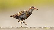 Thumbnail for Buff-banded rail