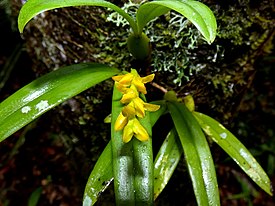 Bulbophyllum auriflorum 65205518.jpg