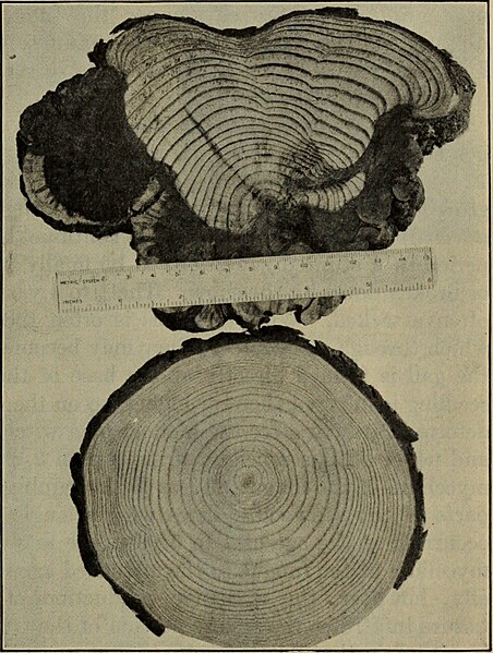 File:Bulletins on forest pathology - from Bulletin U.S.D.A., Washington, D.C., 1913-1925 (1913) (20496007632).jpg