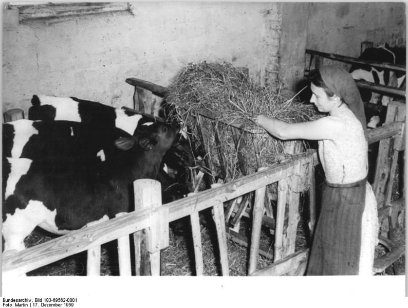 File:Bundesarchiv Bild 183-69562-0001, Bönicke, Bäuerin beim Füttern.jpg