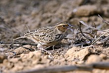 Burma bush lark (34749725395).jpg