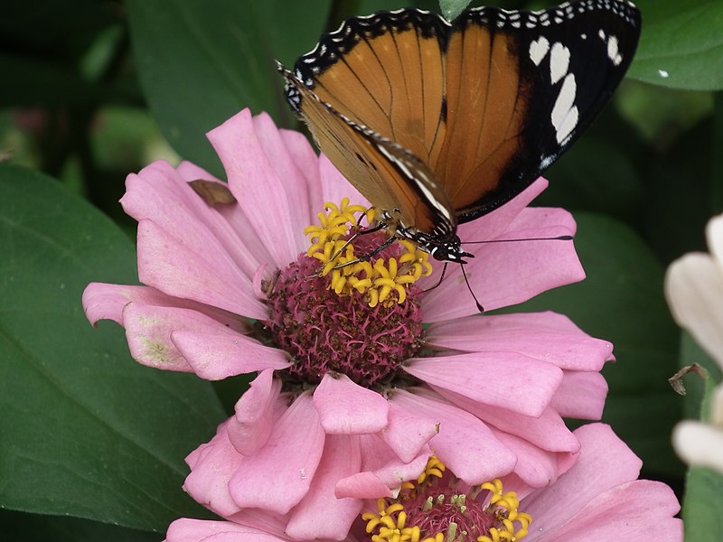 File:Butterfly on Zinnia from Lalbagh 8617 43.JPG