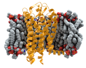 CCR5+membrane1.png