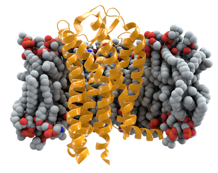 File:CCR5+membrane1.png