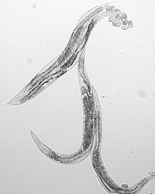 C elegans DIC s.jpg
