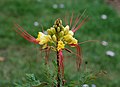 * Nomination Flower of a Bird of Paradise (Caesalpinia gilliesi) -- Alvesgaspar 00:25, 24 November 2012 (UTC) * Promotion Good quality. --Poco a poco 11:20, 24 November 2012 (UTC)